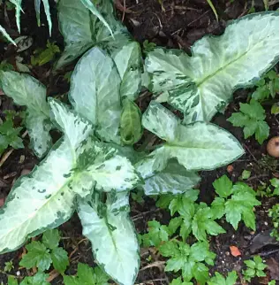 Arum italicum 'Monksilver'
