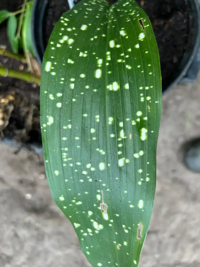 Aspidistra Daibuensis 'Totally Dotted'