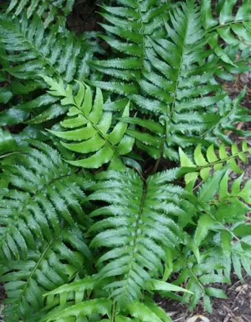 Polystichum lepidocaulon (syn. Cyrtomidictyum lepidocaulon)