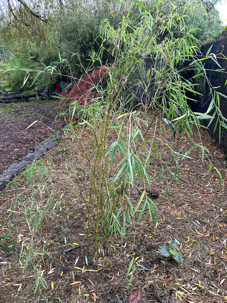 Chusquea Gigantea (zaailing Herman De Swert)