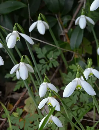 Galanthus reginae-olgae 'Camebridge' 