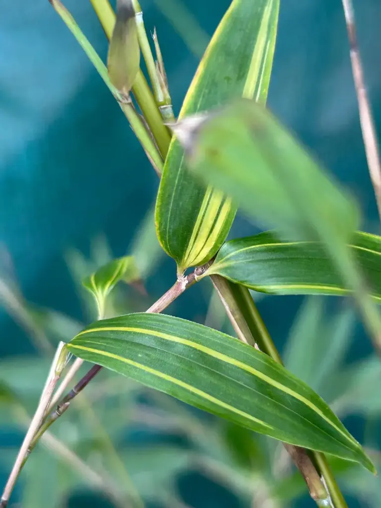 Phyllostachys Nigra Kiyoshi