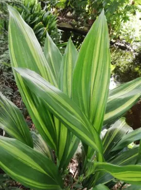 Aspidistra elatior ‘Goldfeather’
