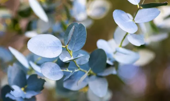 [208] Eucalyptus gunii azura (zaailing)