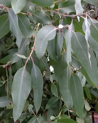 Eucalyptus pauciflora subsp. debeuzevillei