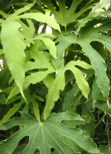 [207] Fatsia polycarpa 'Green Fingers'