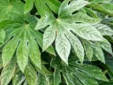 Fatsia japonica 'Spider's Web'