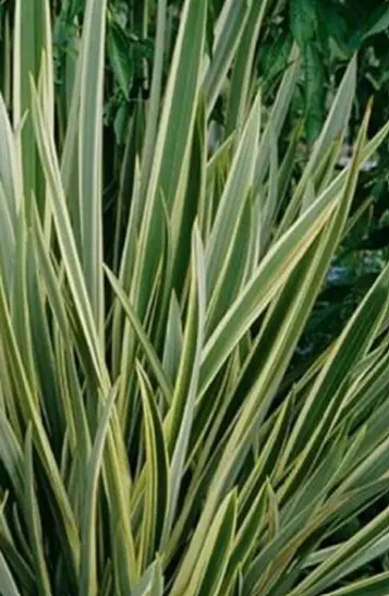 Phormium tenax 