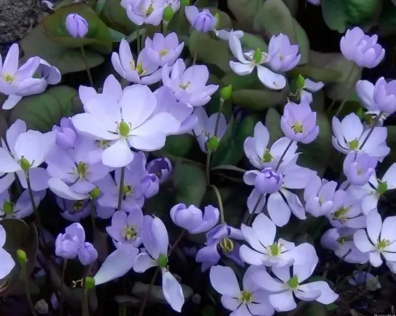 Jeffersonia dubia