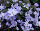 Jeffersonia dubia