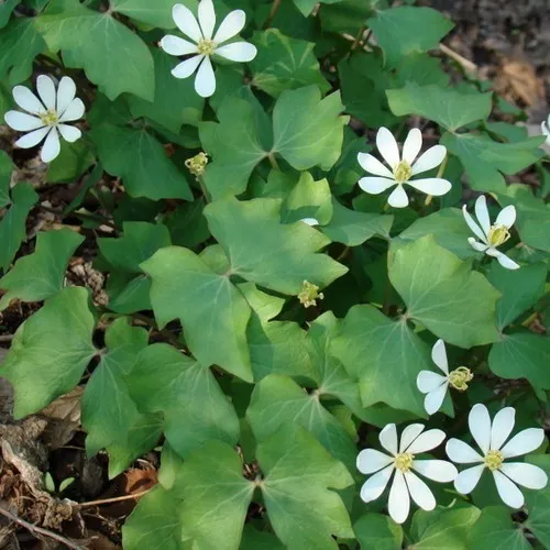 [555] Jeffersonia Diphylla