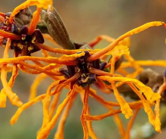 Hamamelis intermedia 'Aphrodite'