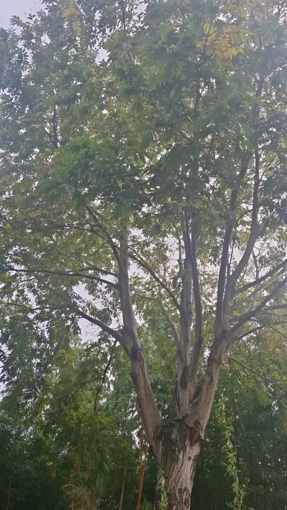 Pterocarya fraxinifolia