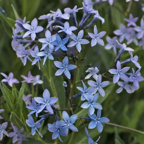 Amsonia orientalis (Rhasya orientalis)