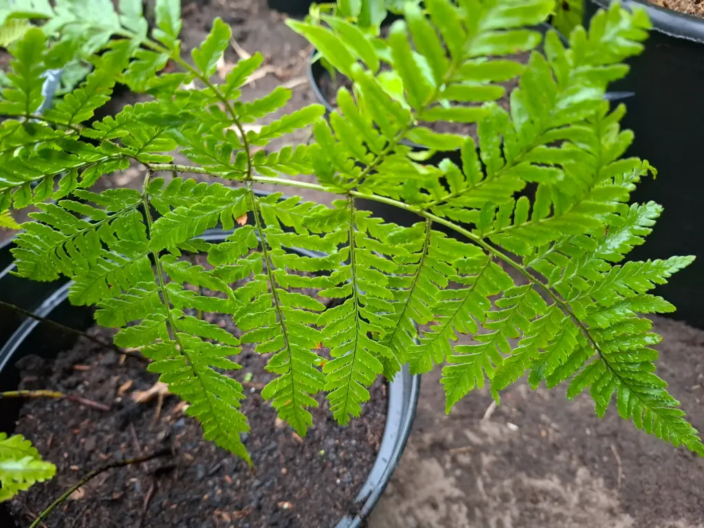 Dryopteris formosana