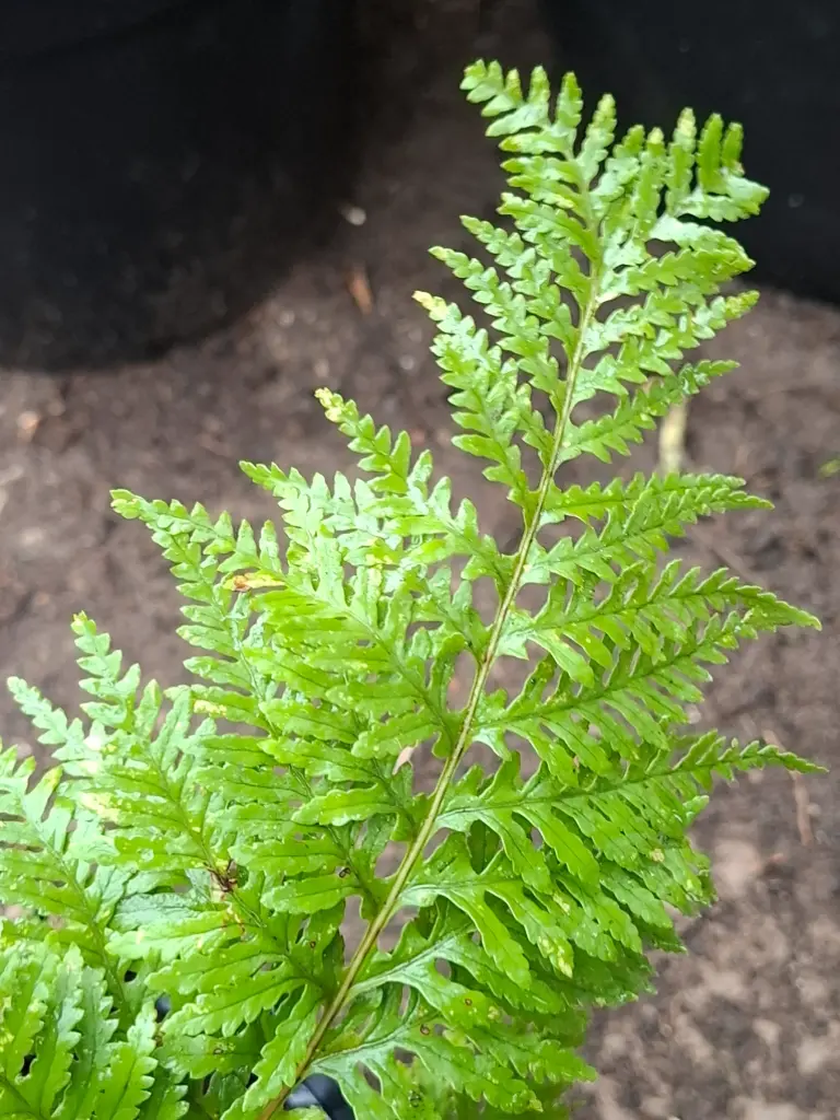 Polypodium cambricum pulcherrimum