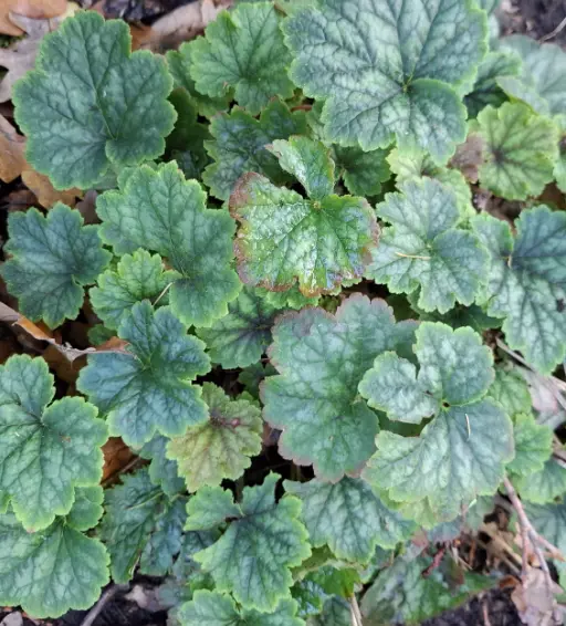 Tellima grandiflora 'Forest Frost'
