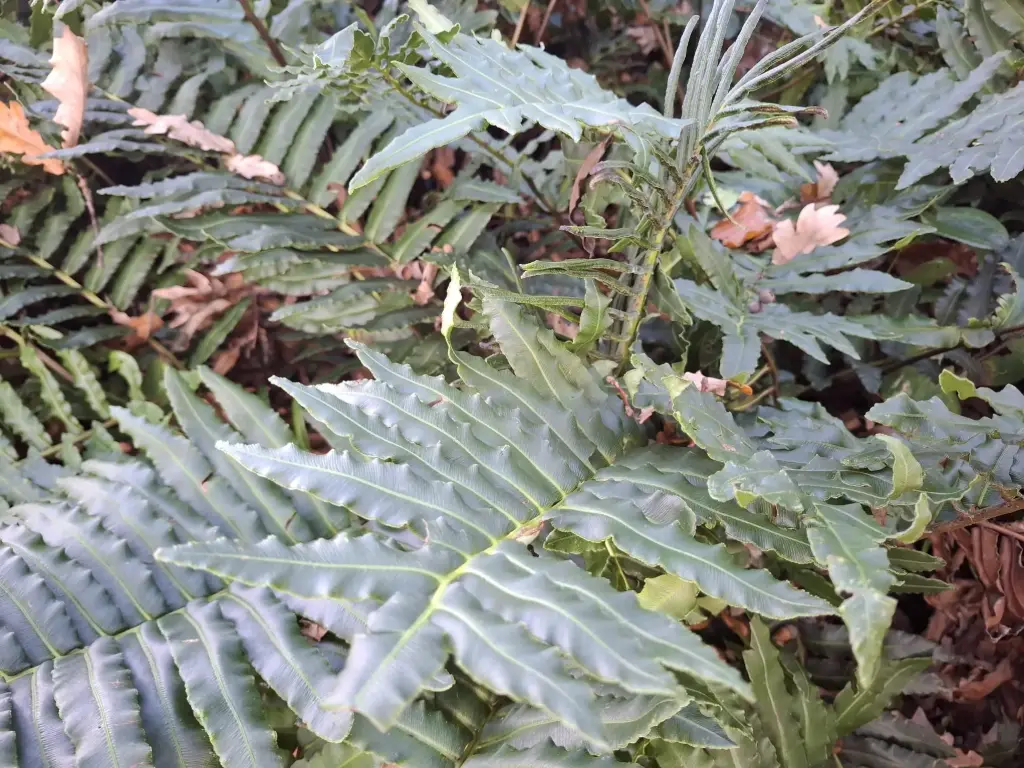 Blechnum cordatum 
