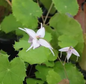 Epimedium platypetalum