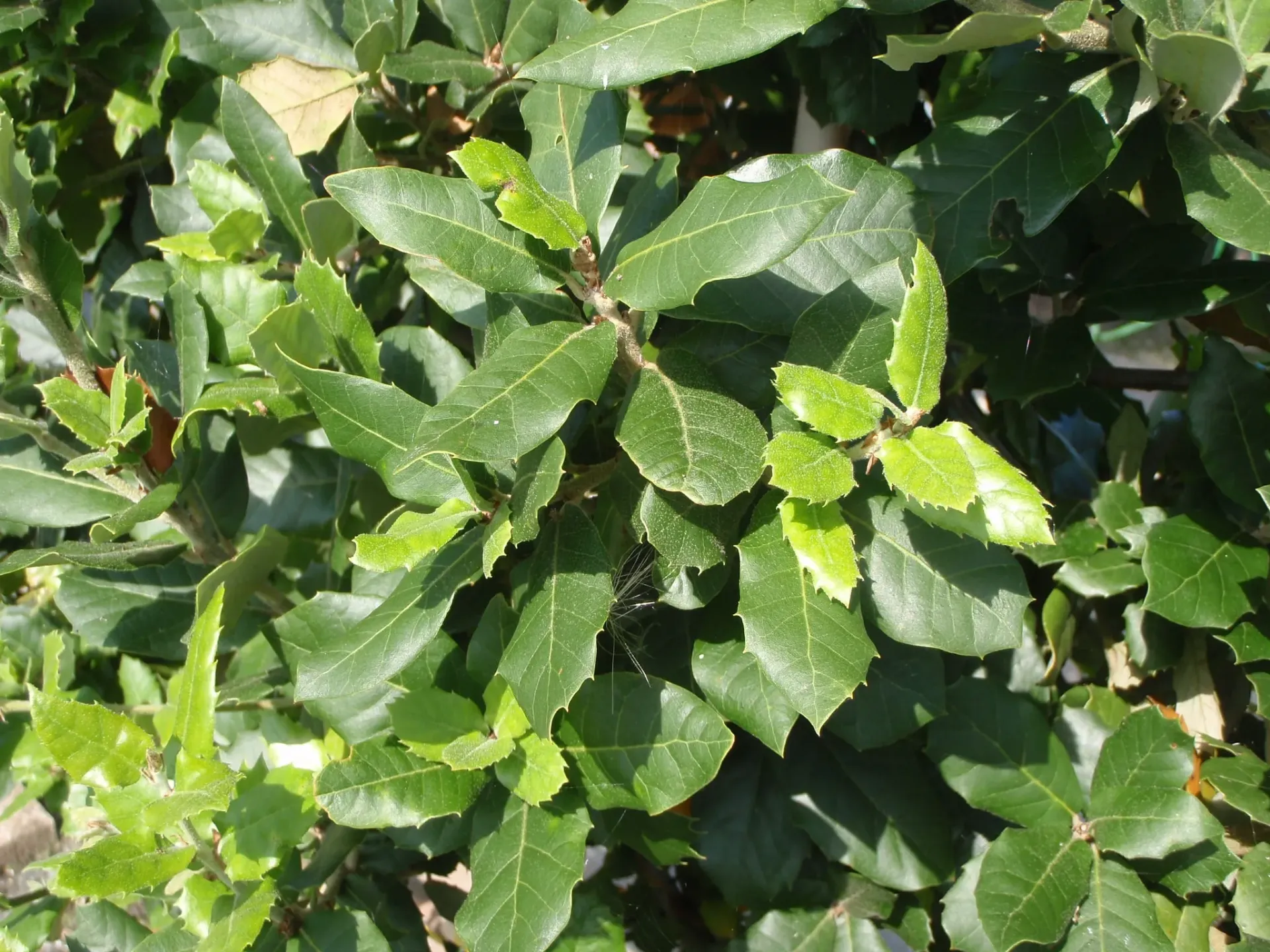 [391] Quercus ilex