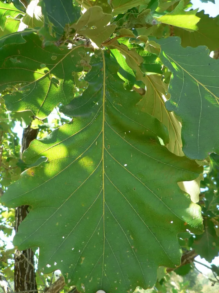 [394] Quercus pontica x dentata
