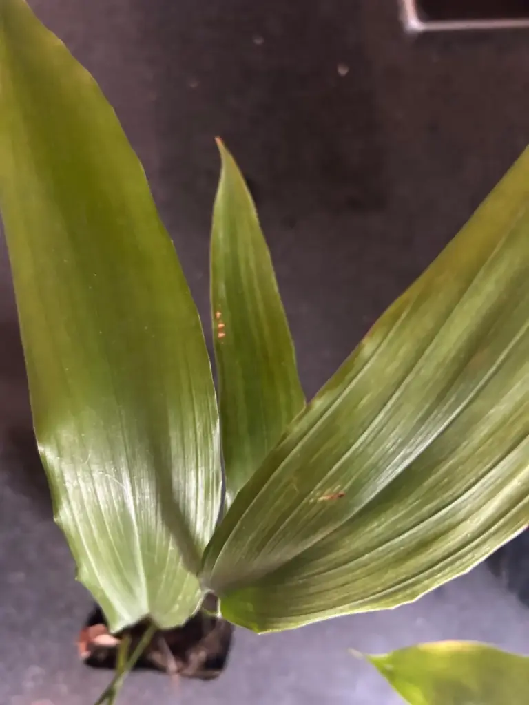 [395] Aspidistra attenuata 'Small n' Smart' BSWJ 3727