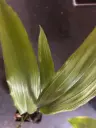 Aspidistra attenuata 'Small n' Smart' BSWJ 3727