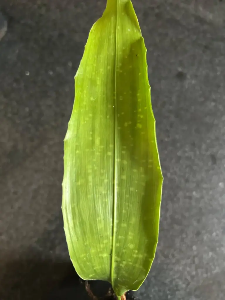 Aspidistra 'China Sun'