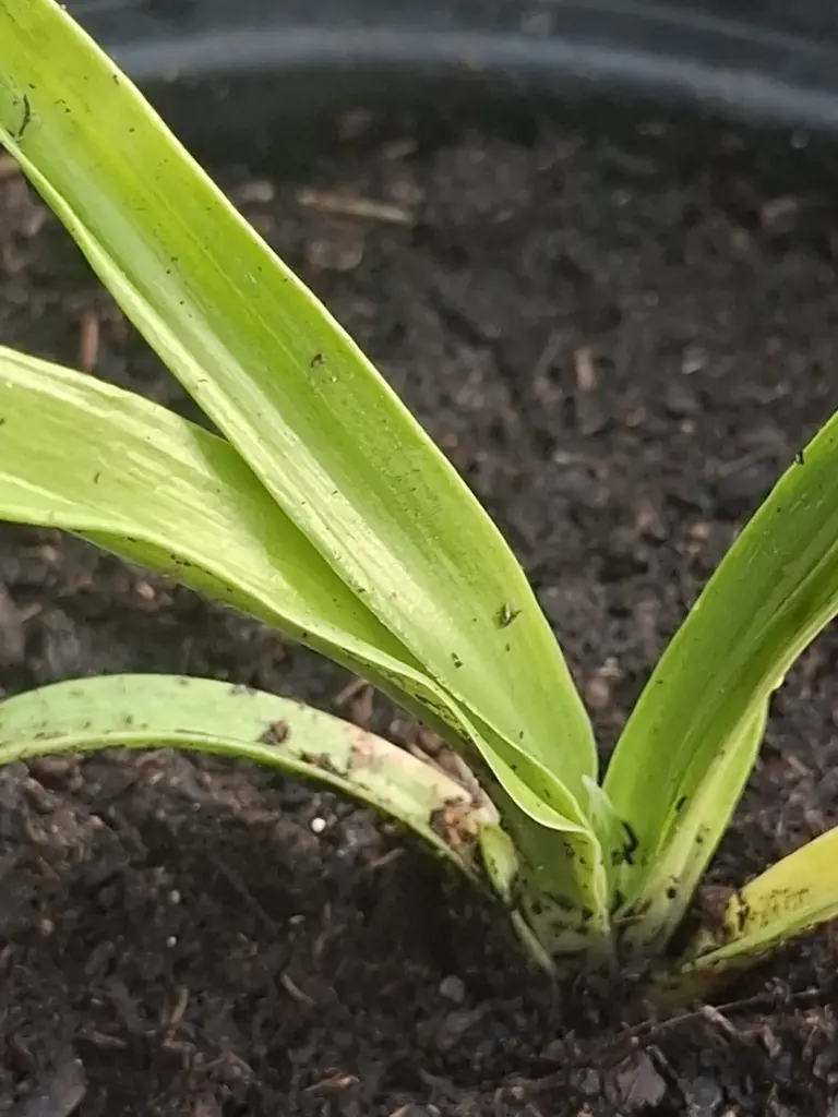 Rohdea 'Murasuzume' (syn. Mure Suzume)