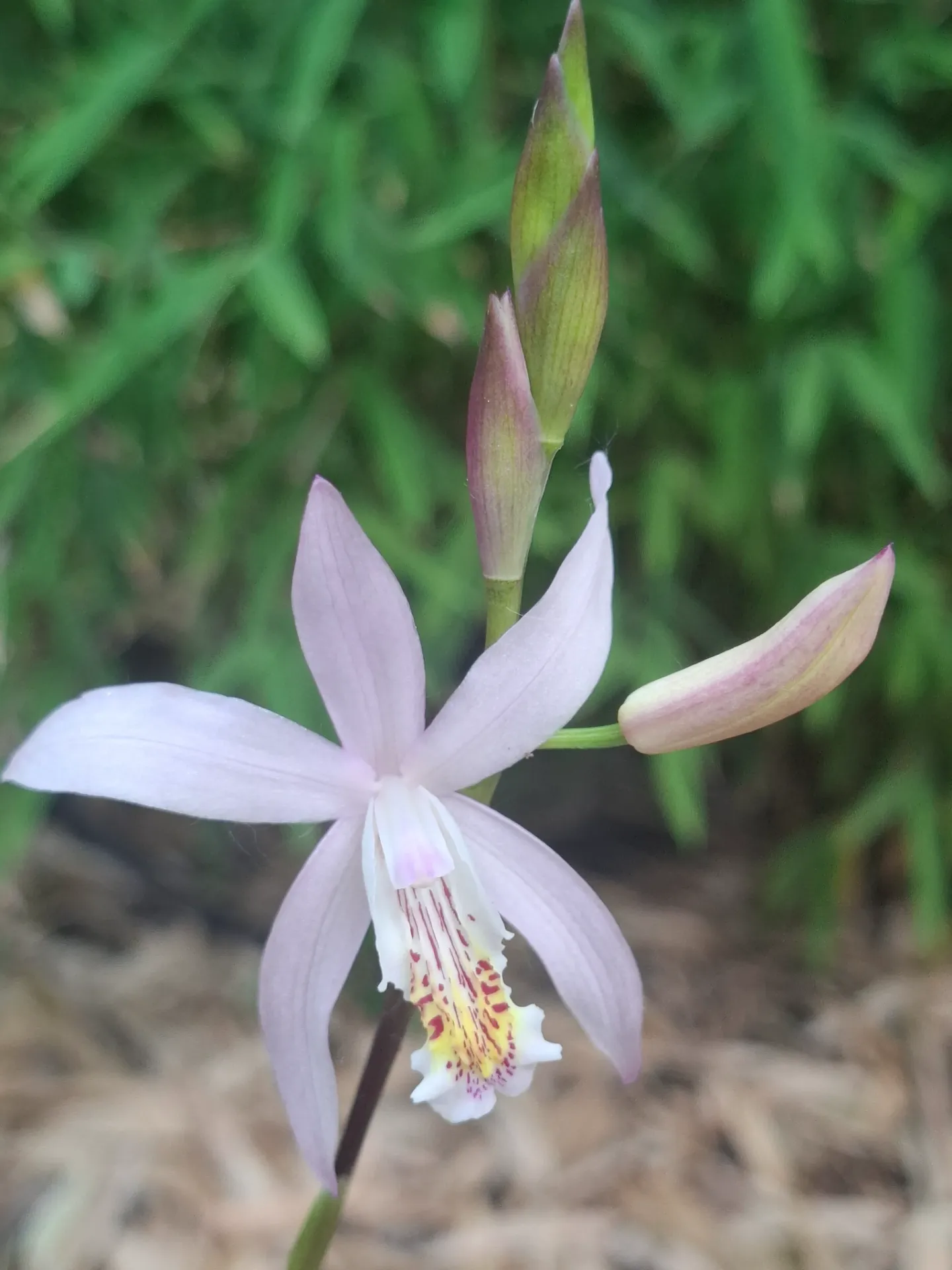 Bletilla Penway Brigantes