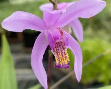 Bletilla Penway Long Stem