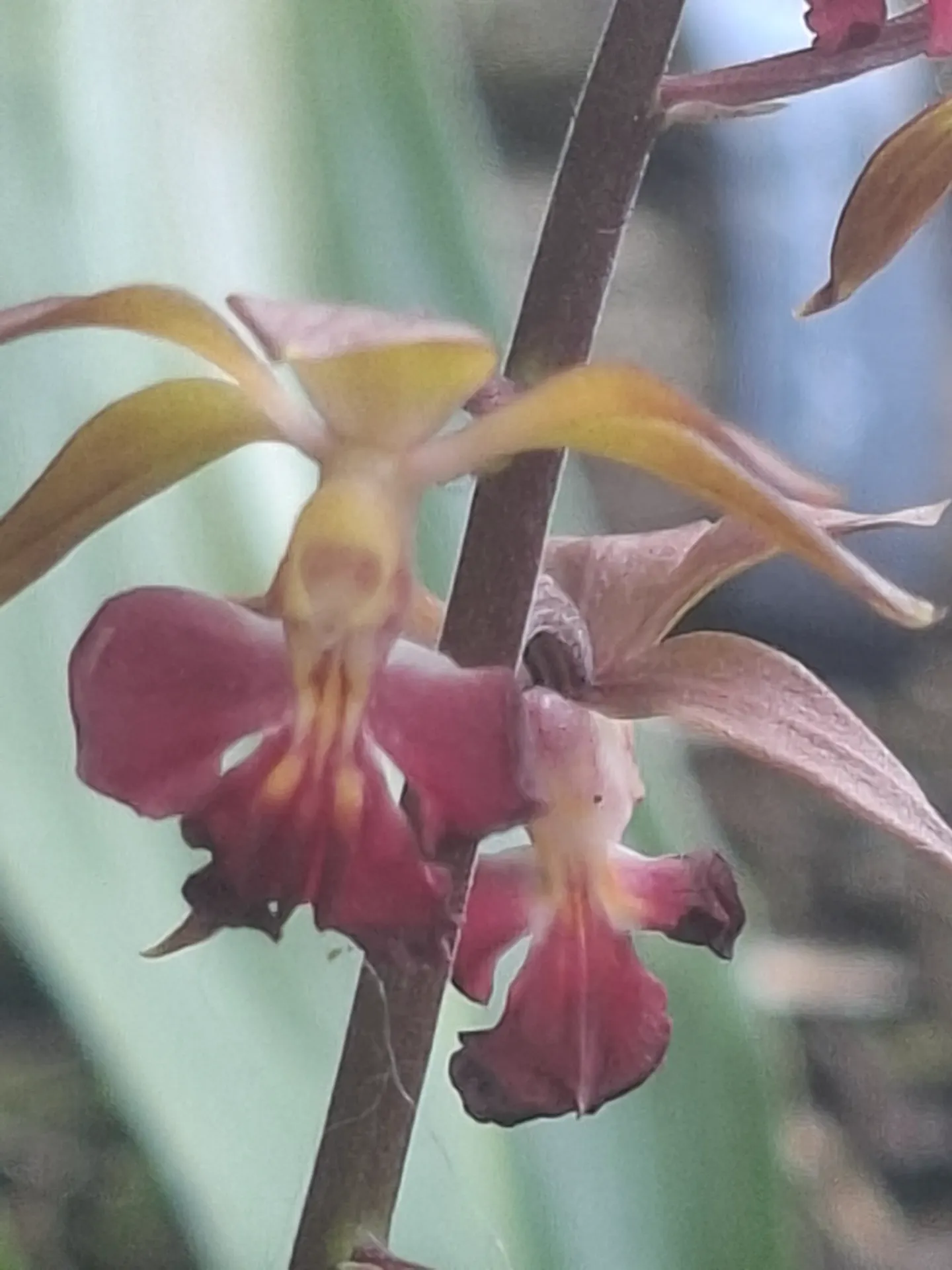 Calanthe sieboldii 