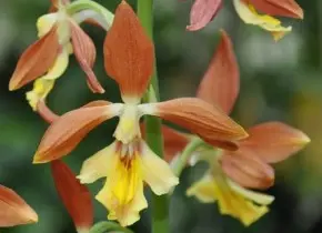 [438] Calanthe Takane hybride