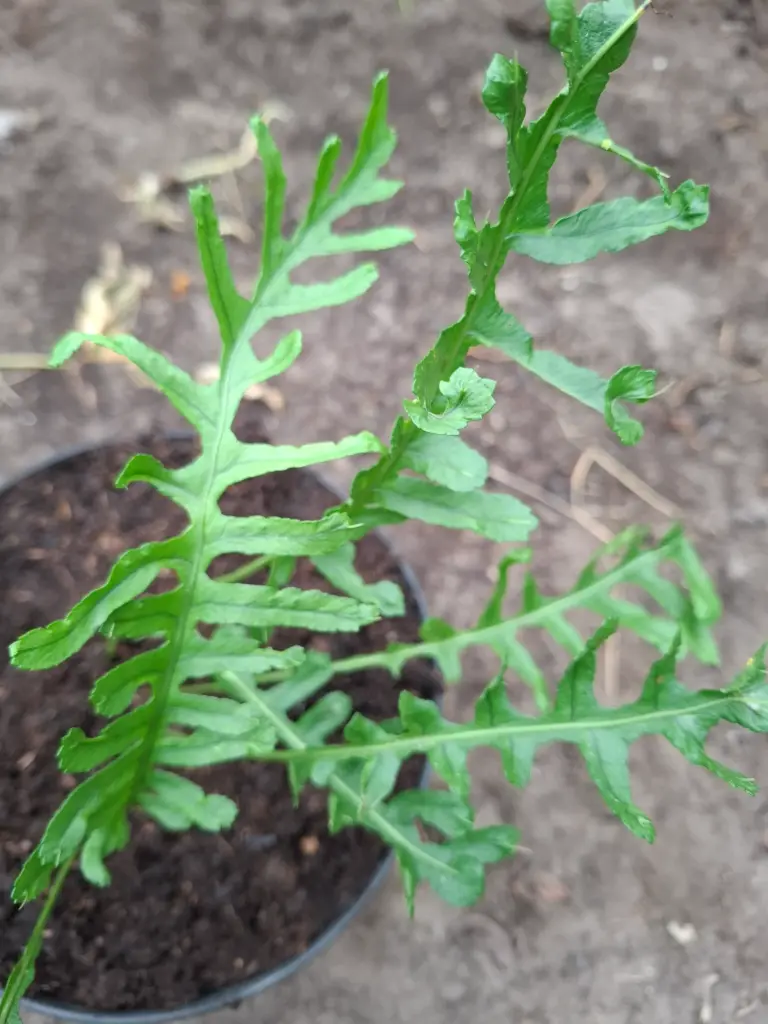 Polypodium cambricum 'Hornet'