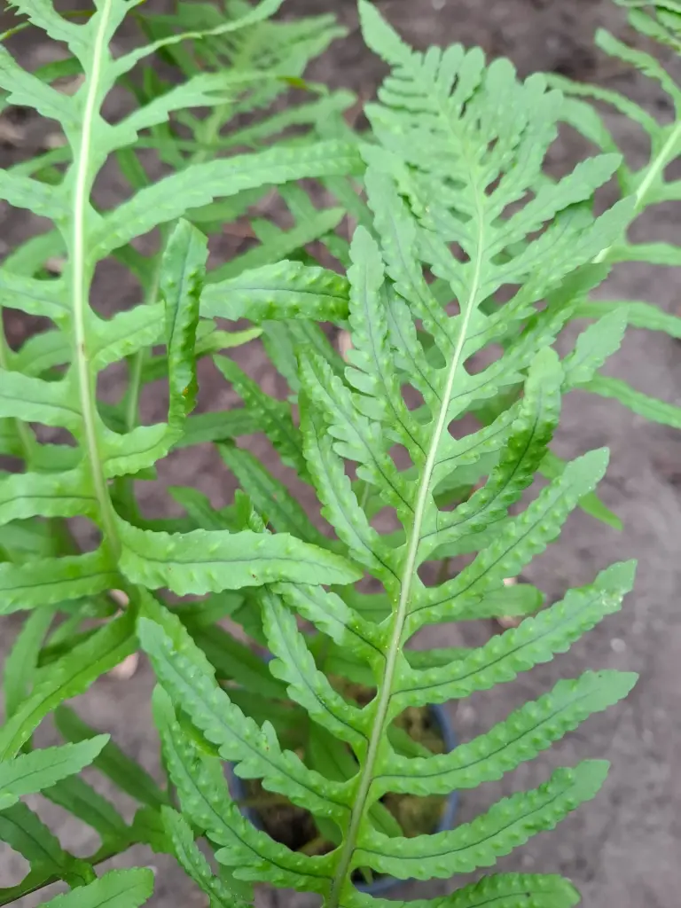 Polypodium cambricum 'Semilacerum Falcatum O Kelly'