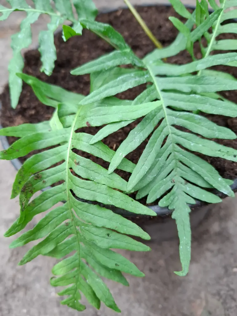 Polypodium vulgare 'Ulleungdo'