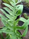 Polypodium cambricum 'Omnilacerum Superbum'