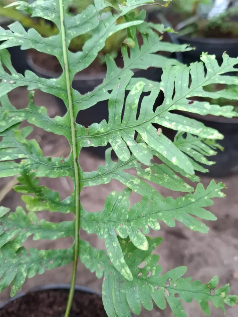 Polypodium cambricum 'Pulcherrimum May'