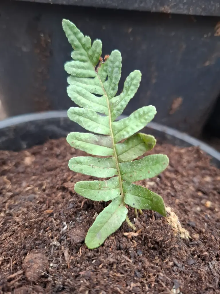 Polypodium hesperium