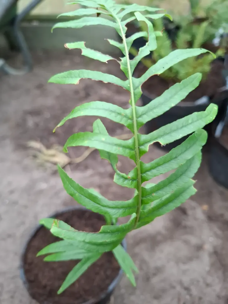 Polypodium scouleri x glycyrrhiza