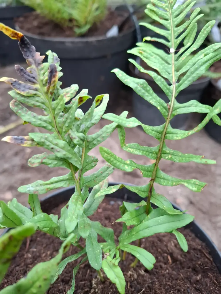 Polypodium x mantoniae (Posterstein 77)