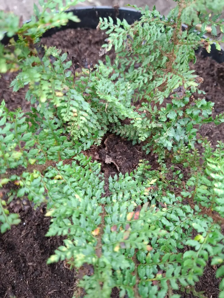[423] Polystichum setiferum 'Hamlet'