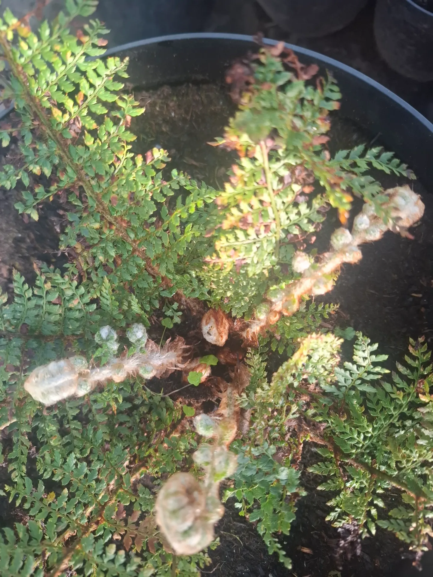 Polystichum setiferum 'Hamlet'