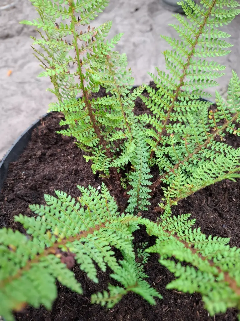 [424] Polystichum setiferum 'Helena'