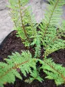 Polystichum setiferum 'Helena'