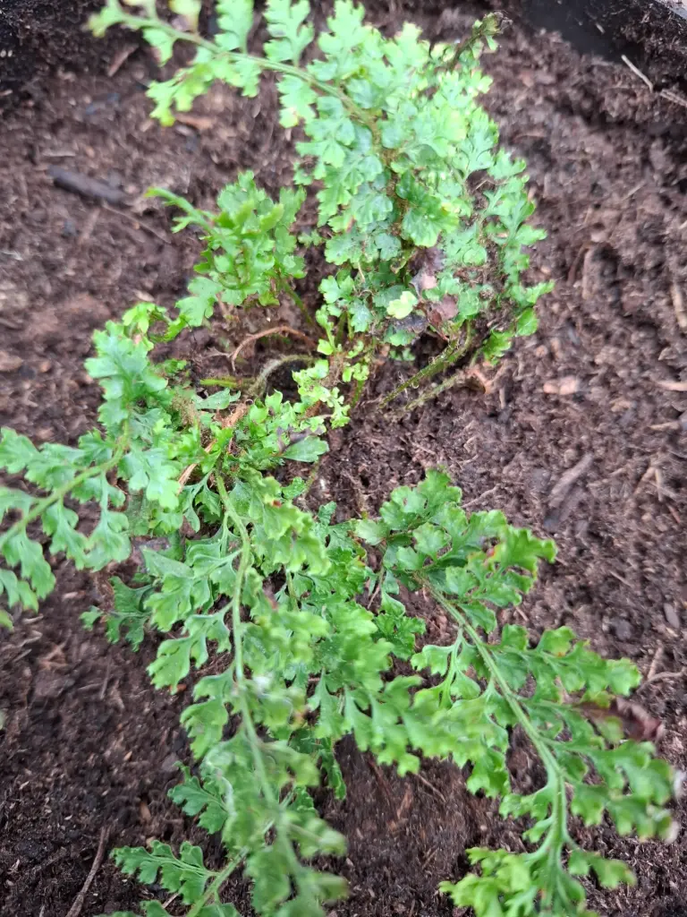 Polystichum setiferum 'Iveryanum'