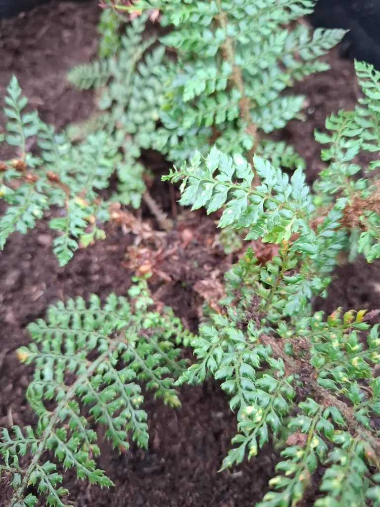 Polystichum setiferum 'Mad.Patti'