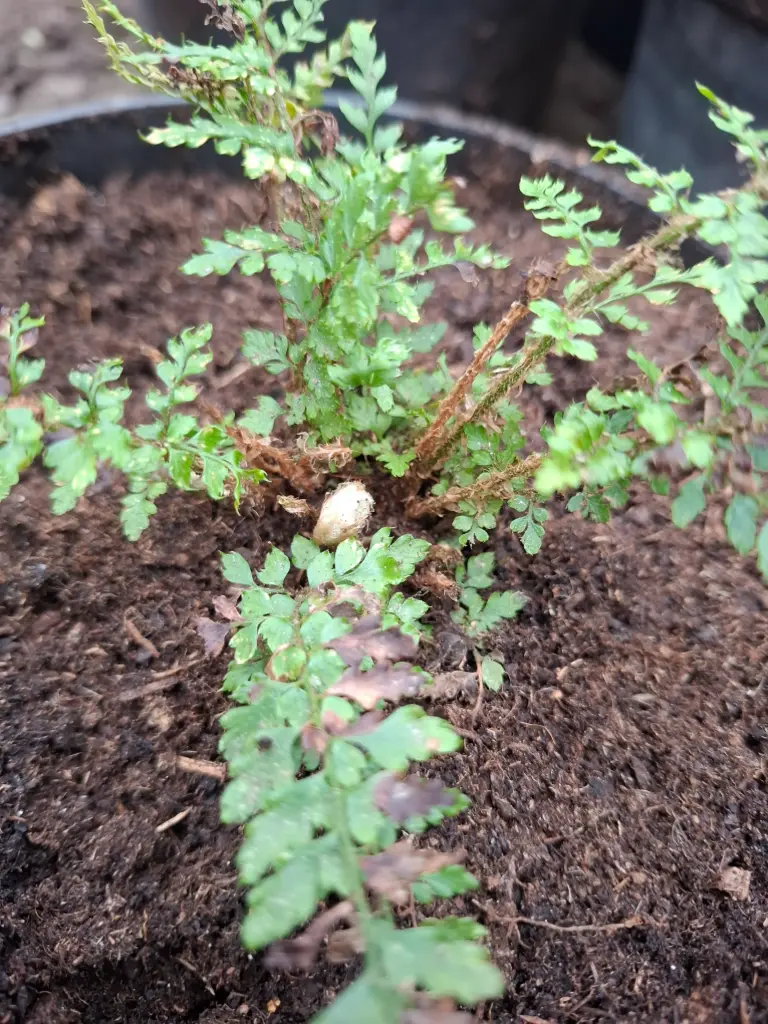 Polystichum setiferum 'Othello'