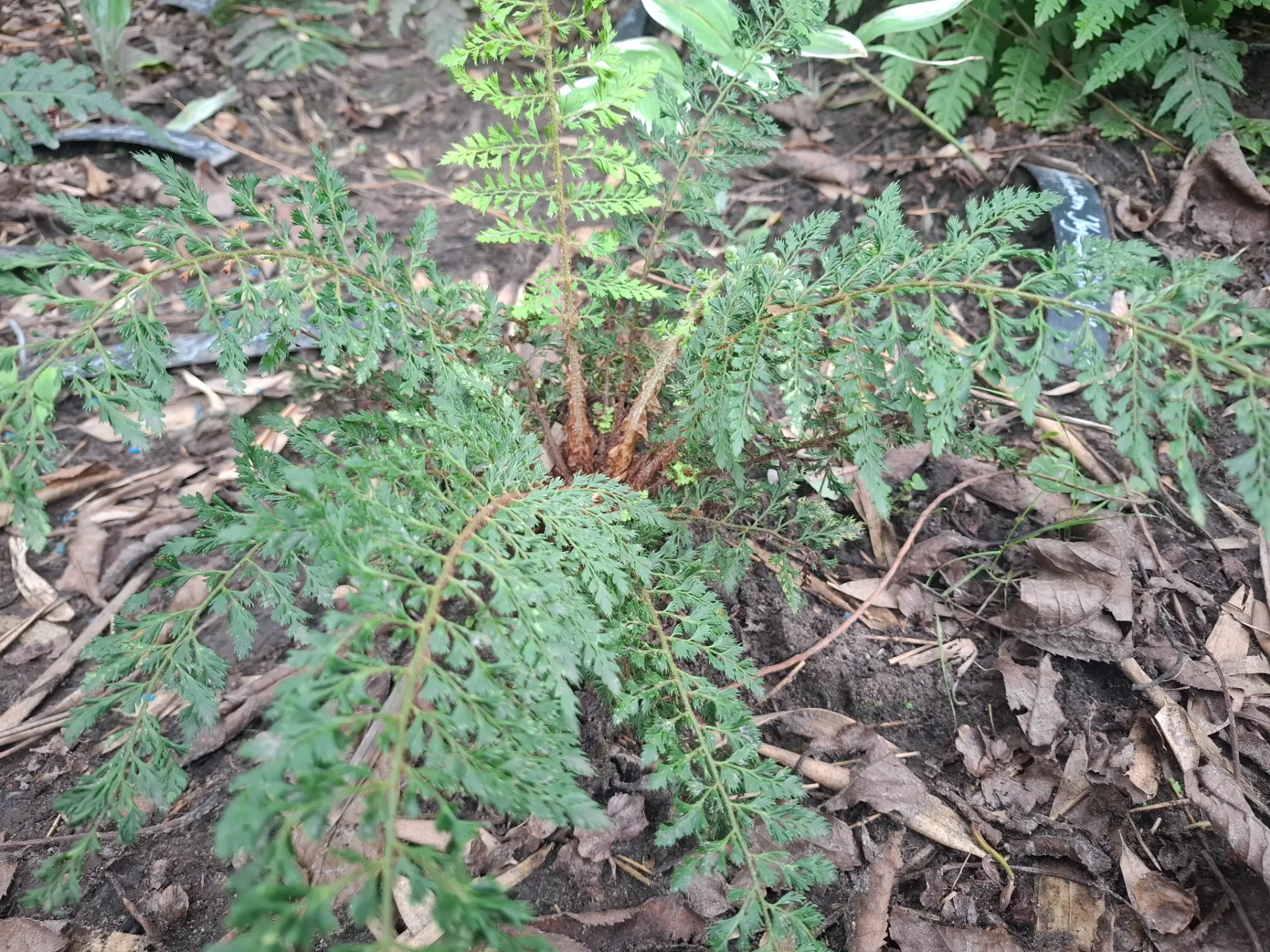 [428] Polystichum setiferum 'Ramo-Cristatum'