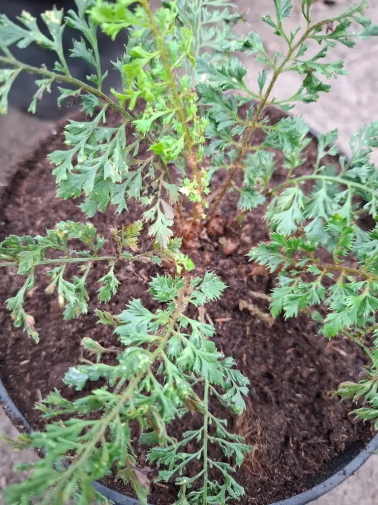 Polystichum setiferum 'Ramo-Cristatum'